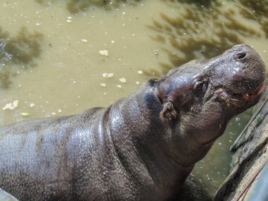 a hippo stands in the water in summer
