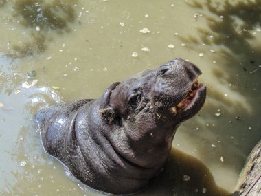 a hippo stands in the water in summer