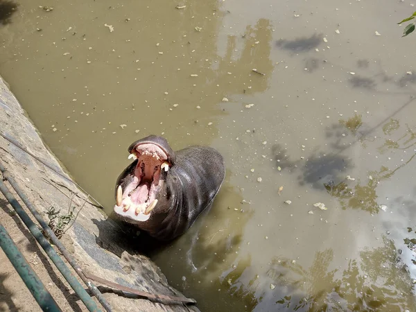 Hippo Stands Water Summer — Foto Stock