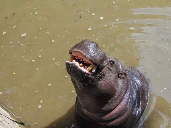 Hippo Stands Water Summer — 스톡 사진