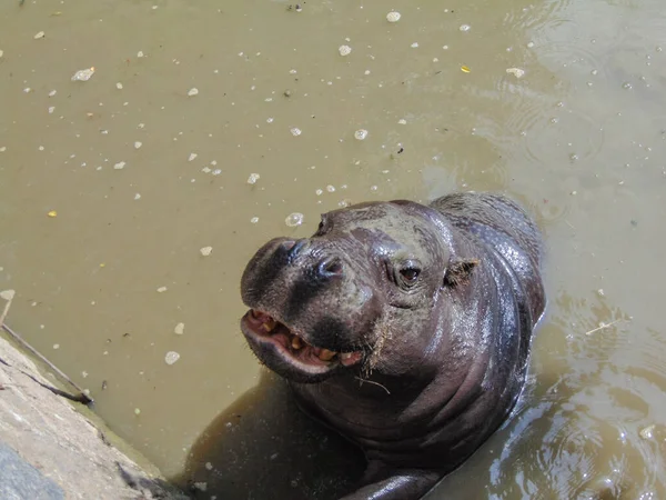 Hippo Stands Water Summer — Fotografia de Stock