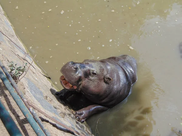 Hippo Stands Water Summer — ストック写真