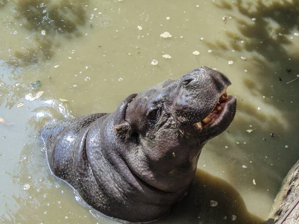 Hippo Stands Water Summer — Zdjęcie stockowe