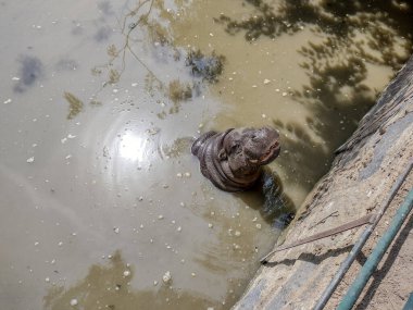a hippo stands in the water in summer
