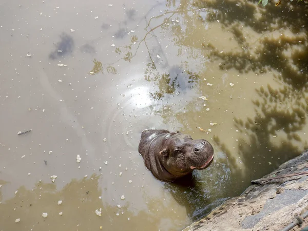 Hippo Stands Water Summer — Foto Stock
