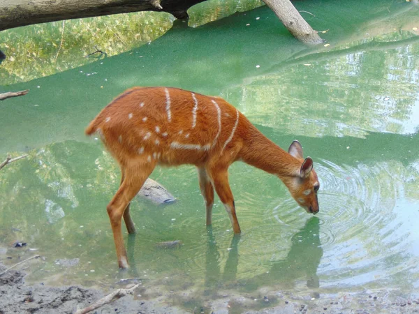Sitatunga Antelope Water — Foto de Stock