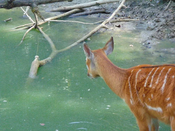 Sitatunga Antelope Water — Photo
