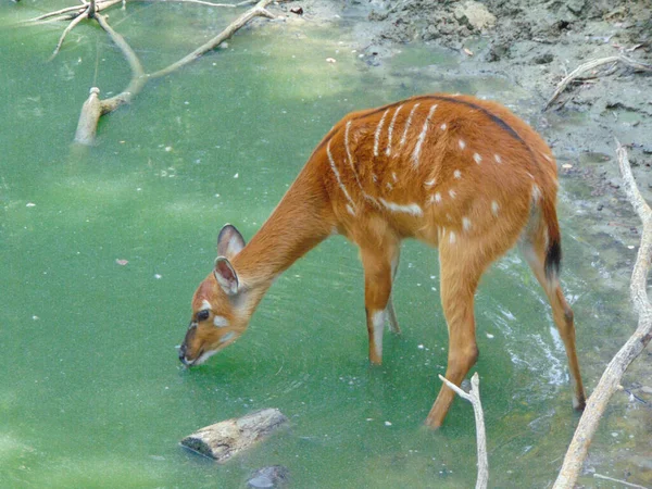 Sitatunga Антилопы Воде — стоковое фото
