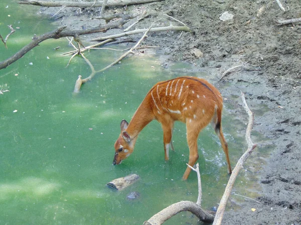 Sitatunga Antelope Water — Photo