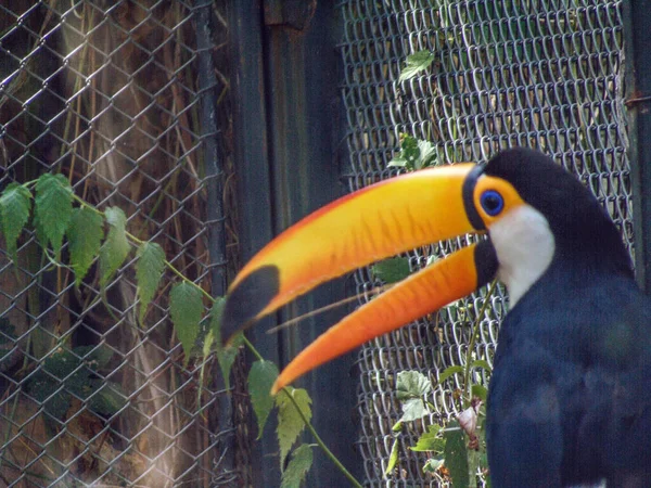Beautiful Toucan Zoo Toucan Closeup — Stockfoto