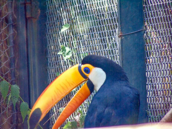 Beautiful Toucan Zoo Toucan Closeup — Fotografia de Stock