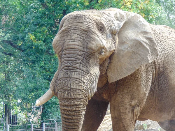 Big African Elephant Zoo Elephant Summer — Stockfoto