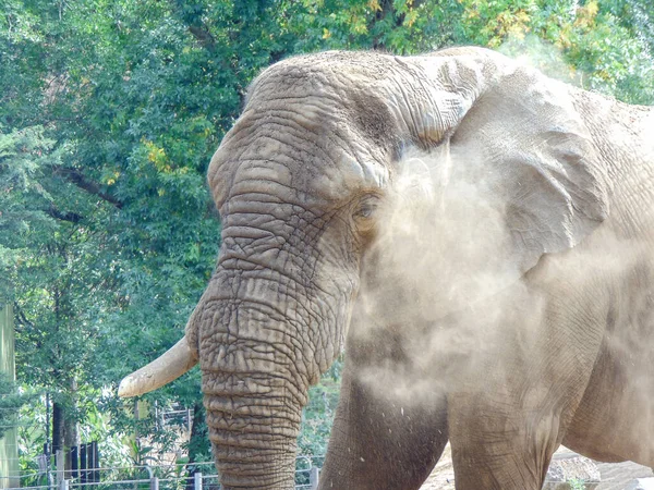 Big African Elephant Zoo Elephant Summer — Stockfoto