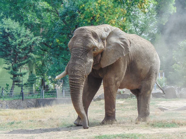Big African Elephant Zoo Elephant Summer — Stockfoto