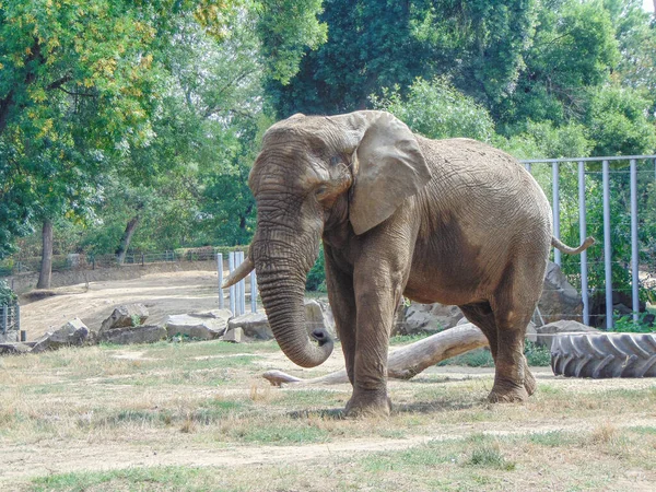 Большой Африканский Слон Зоопарке Слон Летнее Время — стоковое фото
