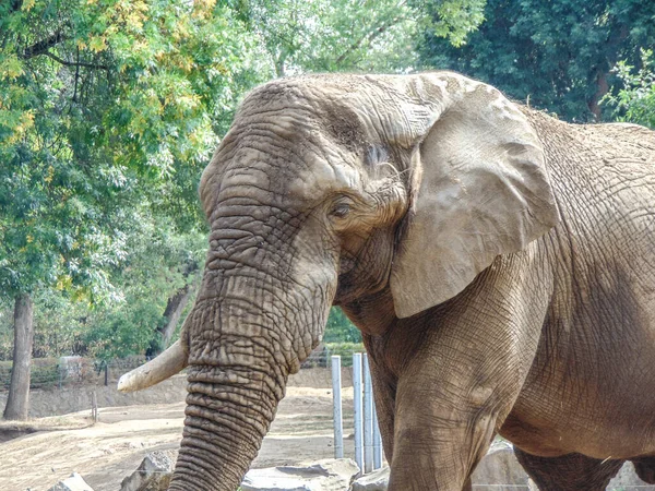 Big African Elephant Zoo Elephant Summer — Stockfoto