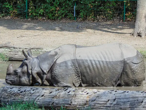 Rhinoceros Sits Water Summer — Foto Stock