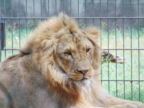 Beautiful Lion Zoo Feline Lion — Foto de Stock
