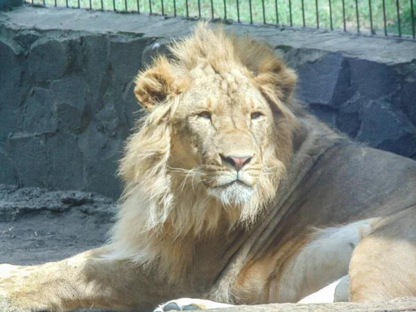 Beautiful Lion Zoo Feline Lion — Foto de Stock