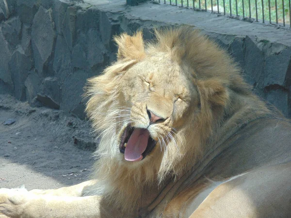 Beautiful Lion Zoo Feline Lion — Stock Photo, Image