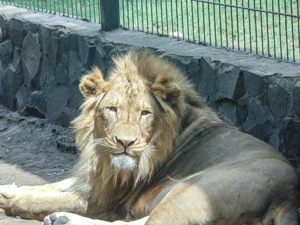 Beautiful Lion Zoo Feline Lion —  Fotos de Stock