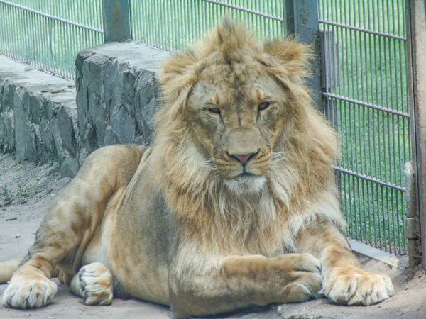 Beautiful Lion Zoo Feline Lion — Stockfoto