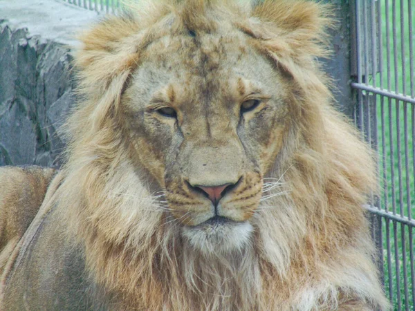 Lion Portrait Lion Zoo Summer —  Fotos de Stock