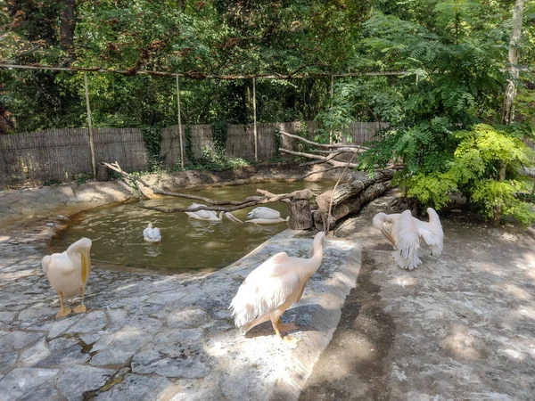 Group Pelicans Water Zoo — Fotografia de Stock