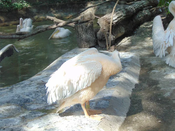 Group Pelicans Water Zoo — Stock Photo, Image