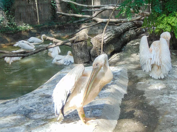 Group Pelicans Water Zoo — Fotografia de Stock