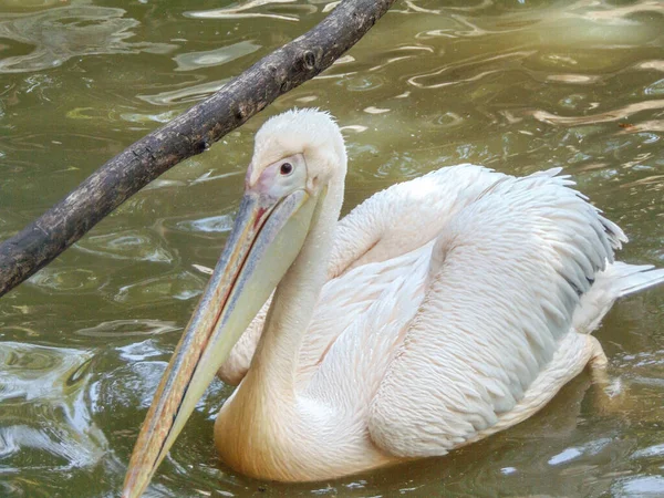 Pelican in the water, in summer