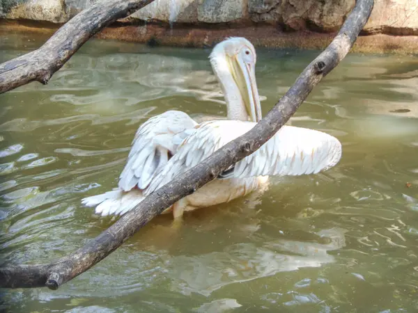 Pelican Water Summer — Fotografia de Stock