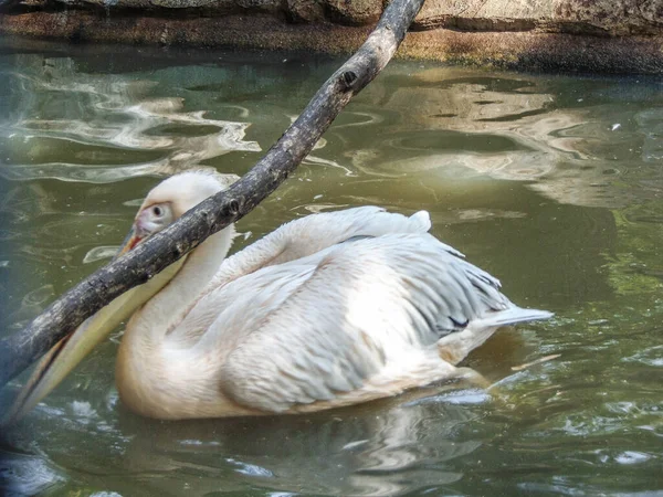 Pelican in the water, in summer