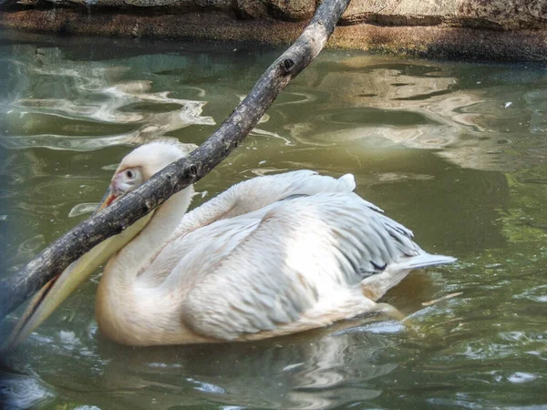 Pelican Water Summer — Fotografia de Stock