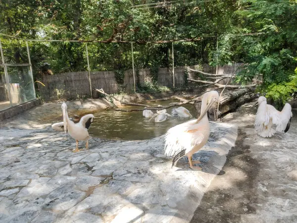Group Pelicans Water Zoo — 스톡 사진