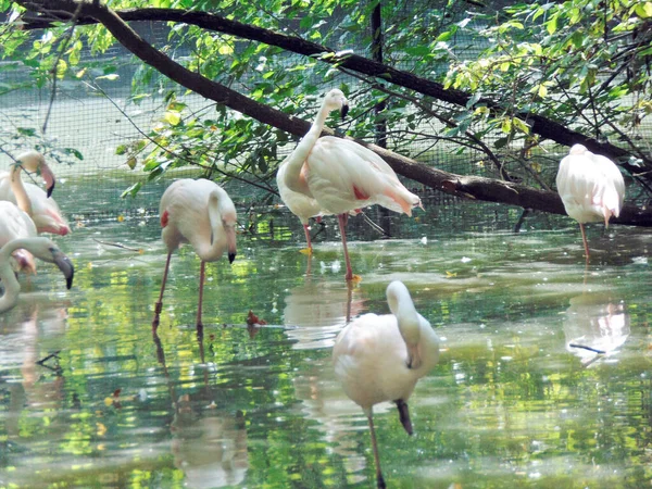 Group Flamingos Water Summer — Fotografia de Stock