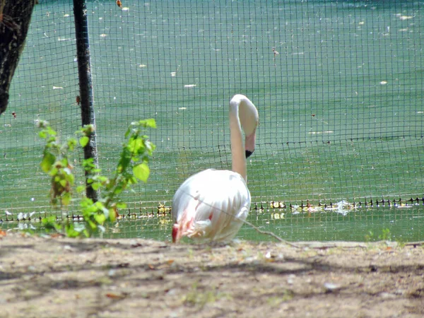 Flamingo Water Summer — Stockfoto