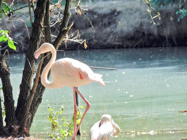 Flamingo Water Summer — Fotografia de Stock