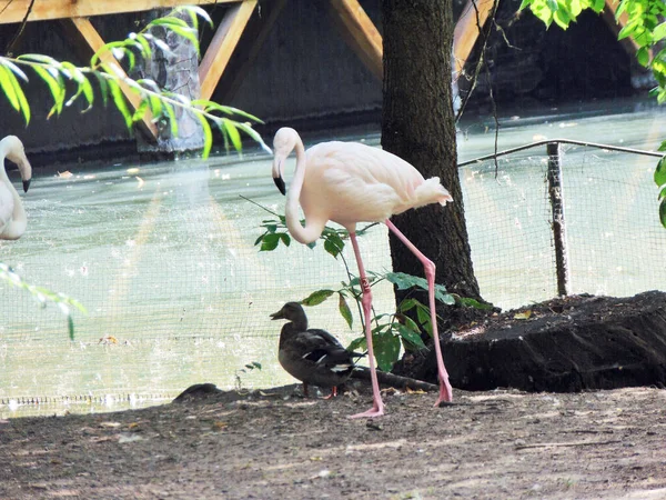 Flamingo Water Summer — Fotografia de Stock