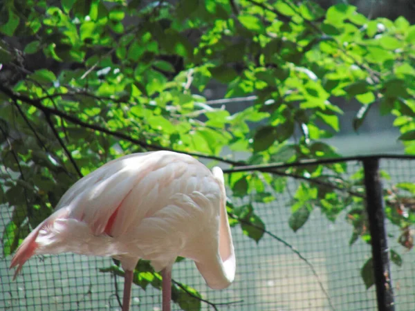 Flamingo Water Summer — Stock Photo, Image