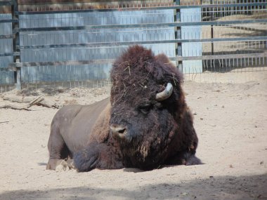 bison at the zoo in summer