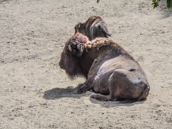 Bison Little Bison Summer — Stockfoto