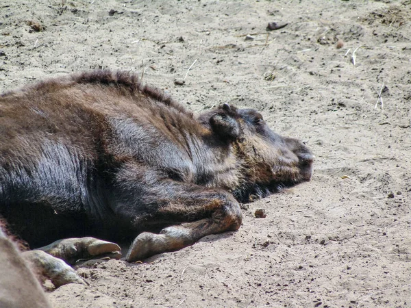 Little Bison Sits Ground — Zdjęcie stockowe