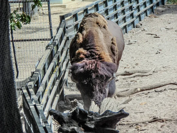 Bison Zoo Summer — Foto de Stock