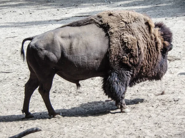 Bison Zoo Summer — Zdjęcie stockowe