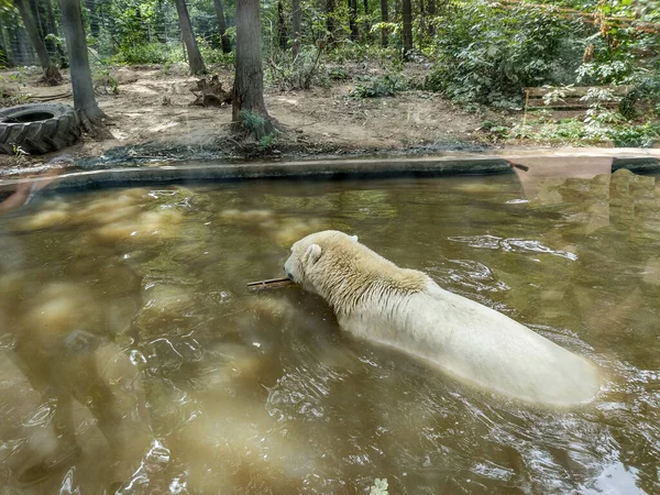 Polar Bear Water Zoo — Foto de Stock