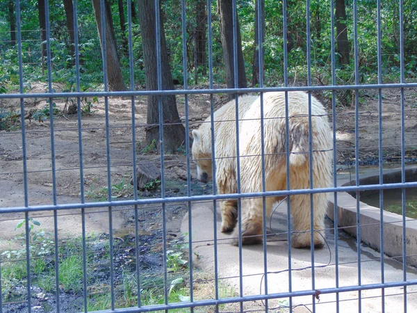 Полярний Ведмідь Зоопарку Влітку — стокове фото