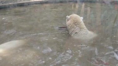 two polar bears in the water at the zoo during the summer