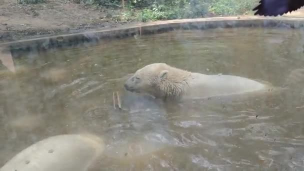 Two Polar Bears Water Zoo Summer — Stockvideo