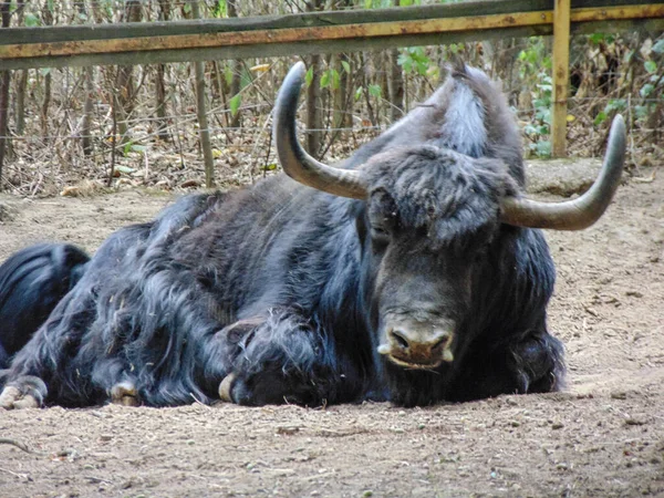 Black yak on the ground in the summer